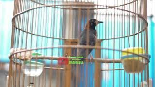 TERAPI ANIS KEMBANG PAGI HARI, gemricik air dan anis kembang betina nritik (copy)