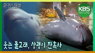 웃는 돌고래, 상괭이 잔혹사  [2021-2022 UHD환경스페셜 7편 웃어라 상괭이] / KBS 20210415 방송