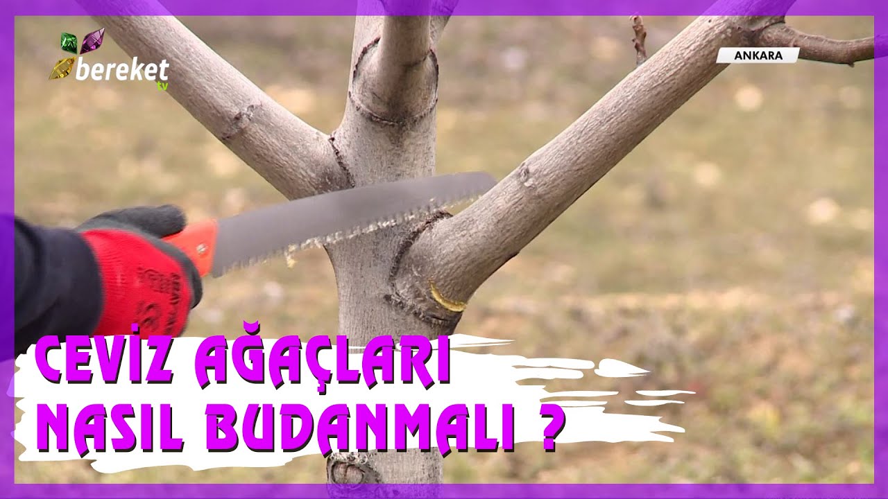 Hobi Bahçesinde Budama - Ceviz Ağaçları Nasıl Budanmalı ?