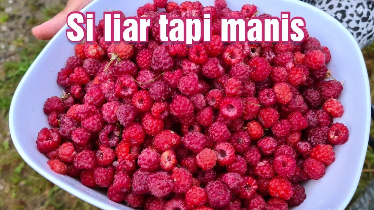 PANEN RASPBERRY DI HUTAN DEKAT RUMAH