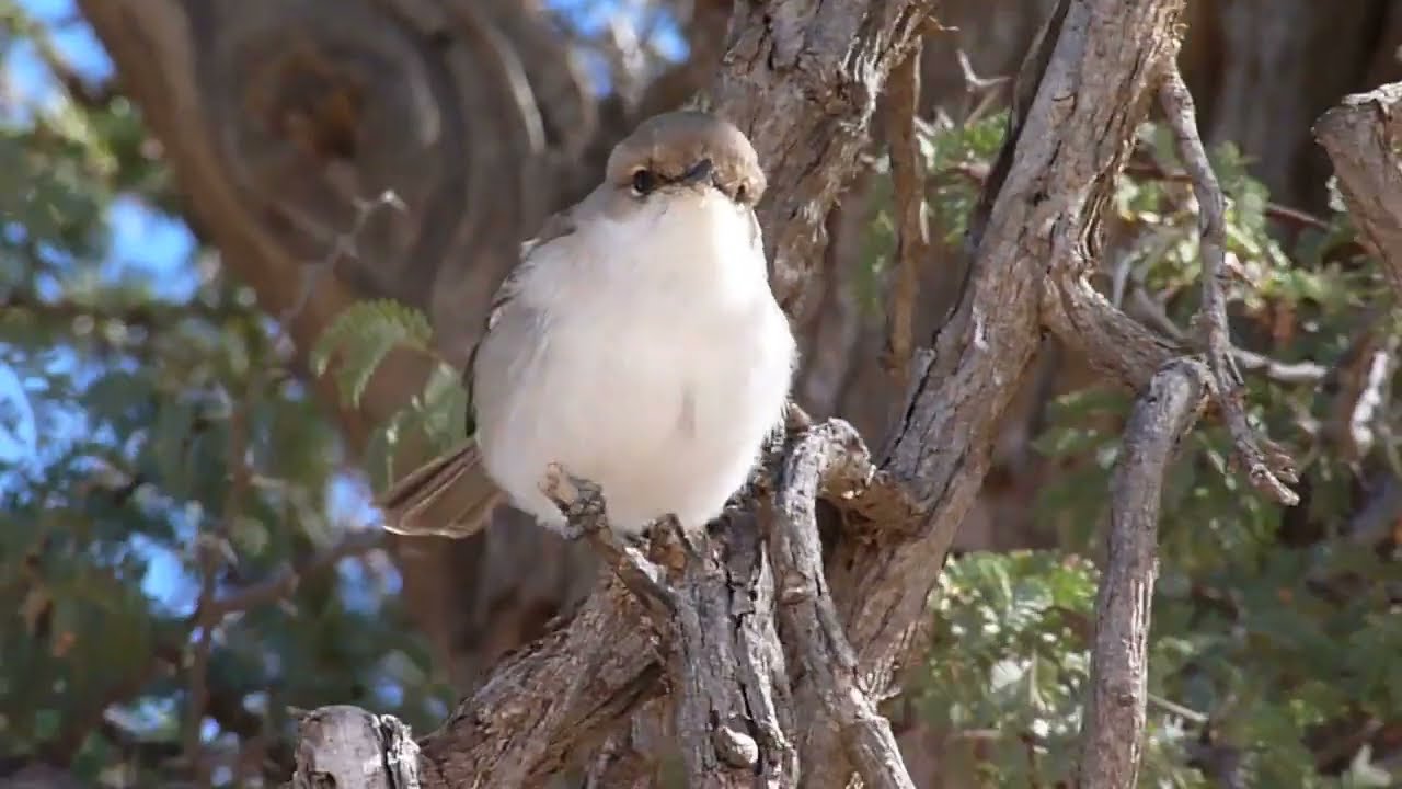 Marico Flycatcher, Melaenornis mariquensis, Kgaladi NP, South Africa, 7 Aug 2012