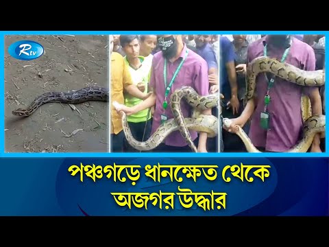 জালে আটকা বিশালাকৃতির অজগর সাপ উদ্ধার | Python Snake | Rtv News