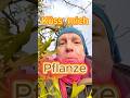Die Küss mich Pflanze - Mistel. Part1    #pflanzen #pflanzenheilkunde #pflanzenliebe #heilpflanzen