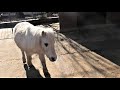 Ослик, Гиссарские овцы, Пони принимали витаминки! Donkey, Gissar sheep, Pony took vitamins!