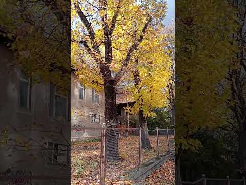 Золотий листопад