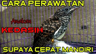 Anakan Burung Kedasih Cepat Mandiri | Cara Cepat Membuat Burung Kedasih Bisa Makan Sendiri