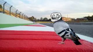 Driver Tip #142 - Watch out for birds!