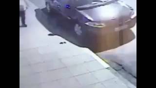 dog takes shit and man slips on it