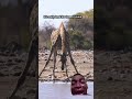 Poor giraffe...😂😭 #africananimals #ytshorts #funny #shortsfeed #giraffe
