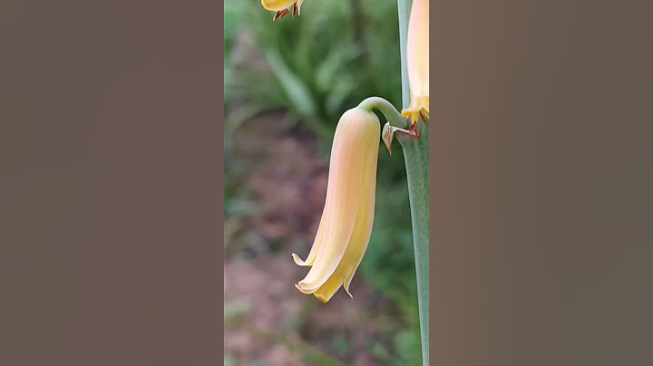 ALOE VERA FLOWER
