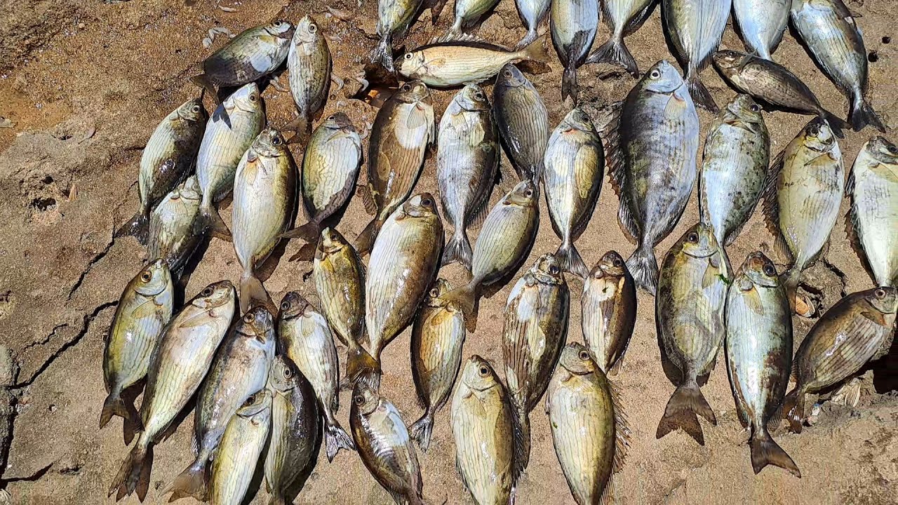 طريقة صيد سمك البطاطا العنيدة الضخمة، جزيرة ميامي،المغامرة الكبري لصيد البطاطا