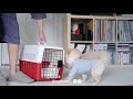 Muji looks after Mumaru: หมาเลี้ยงแมว