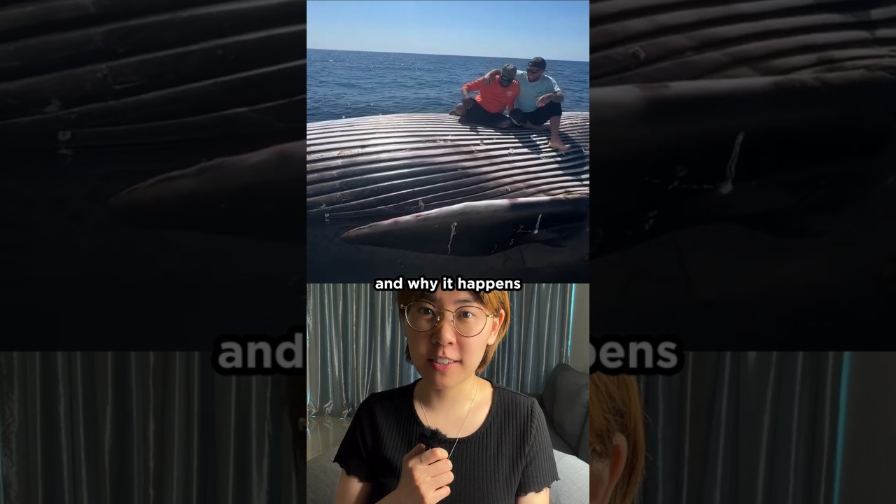 Don’t Jump on a Whale Carcass… Here’s Why