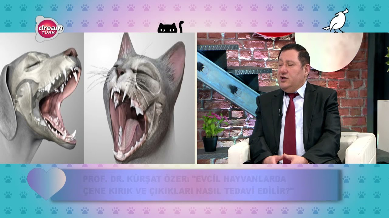 Prof.Dr. Kürşat Özer açıklıyor; Hayvanlarda ağız ve diş sağlığı neden önemlidir?