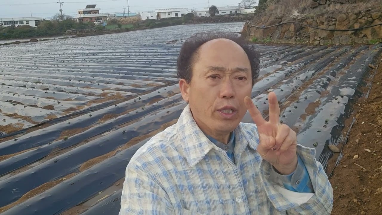 황금알농법 감자 감자재배 감자농사 감자심는시기 제주감자