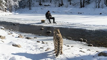 Mother Snow Leopard Begs an Old Man to Save Her Trapped Cub! #animals #rescueanimals #humanity