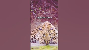 Silence is not empty || Motivational Words || Lion 🦁 King 👑 #shorts #inspirationalquotes