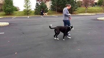 Scout works in engage/disengage and parallel walking. #LLRcanine