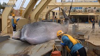 商業捕鯨母船「日新丸」が下関に帰港　ニタリクジラなど223頭捕獲