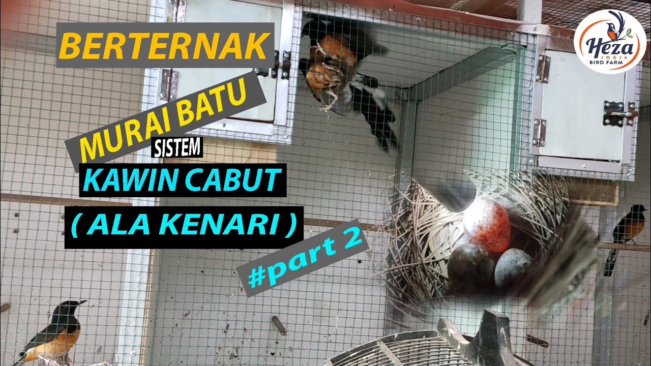 Ternak Murai Batu Sistem Kawin Cabut.( Ala Kenari) #Part 2 
