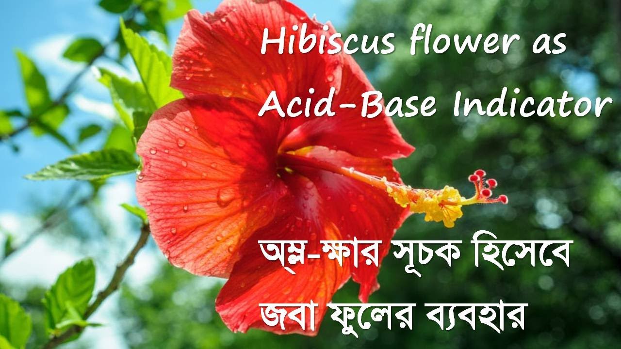 Hibiscus Indicator in Acid and Base YouTube