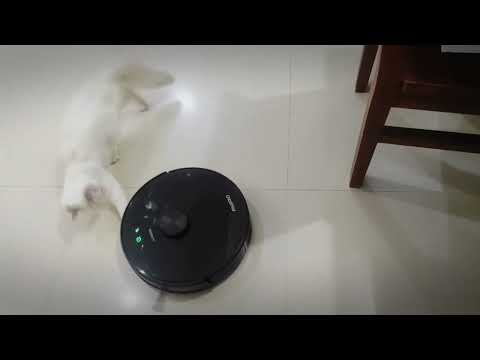 All Cats Are Scared With Robot Vacuum - Funny cat video