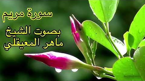 سورة مريم كاملة بدون اعلانات بصوت الشيخ ماهر المعيقلي