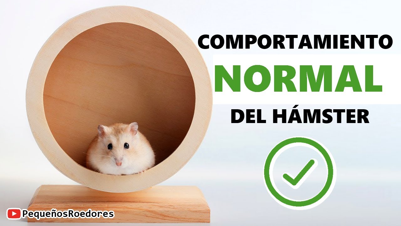 ¿Como es el COMPORTAMIENTO NORMAL de un Hámster en su jaula?