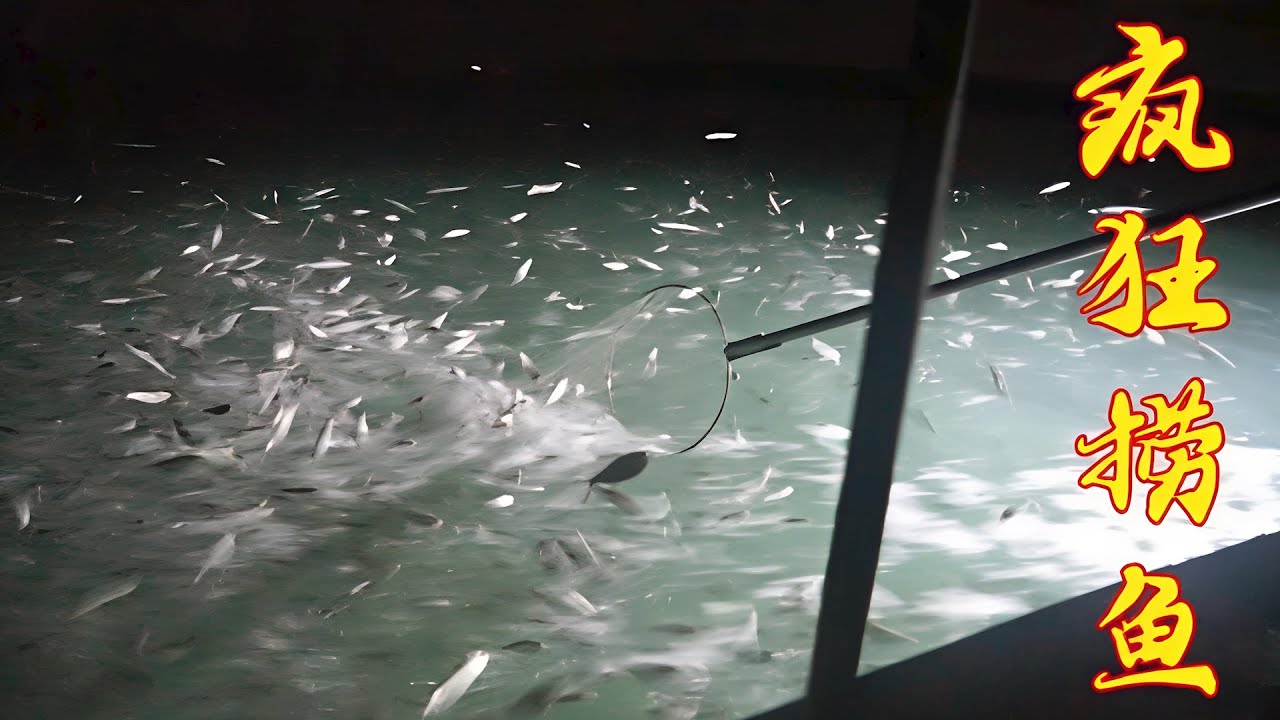 老四出海钓到几条大鱼，意外碰到鱼群撞船，随便一捞就是几斤鱼