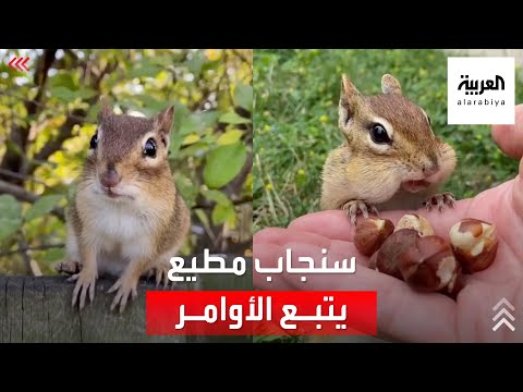 فيديو: هل يأكل السنجاب طائرًا صغيرًا؟