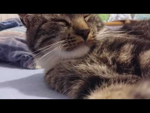 Video: Katė: Ką Reiškia Toks Mano Katinas? “