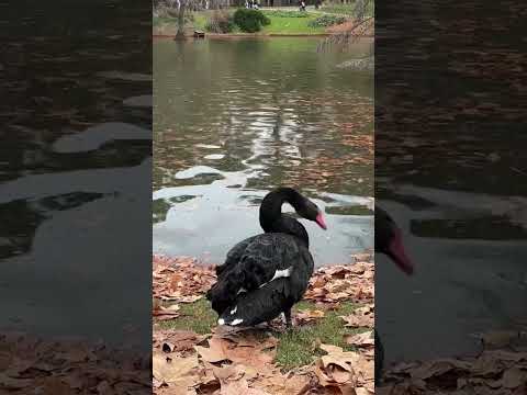 Video: Lebada neagră este o pasăre nobilă