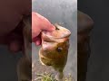 Who loves bass fishing  fishing bassfishing fyp catchandrelease bassin
