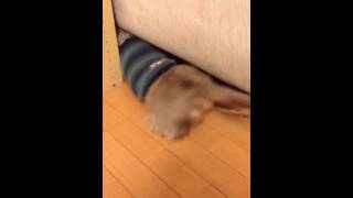 ソファーの下に潜り込もうとする犬 Youtube ソファーの下に潜り込もうとする犬 Youtube