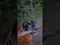 Собака с палкой ругается!