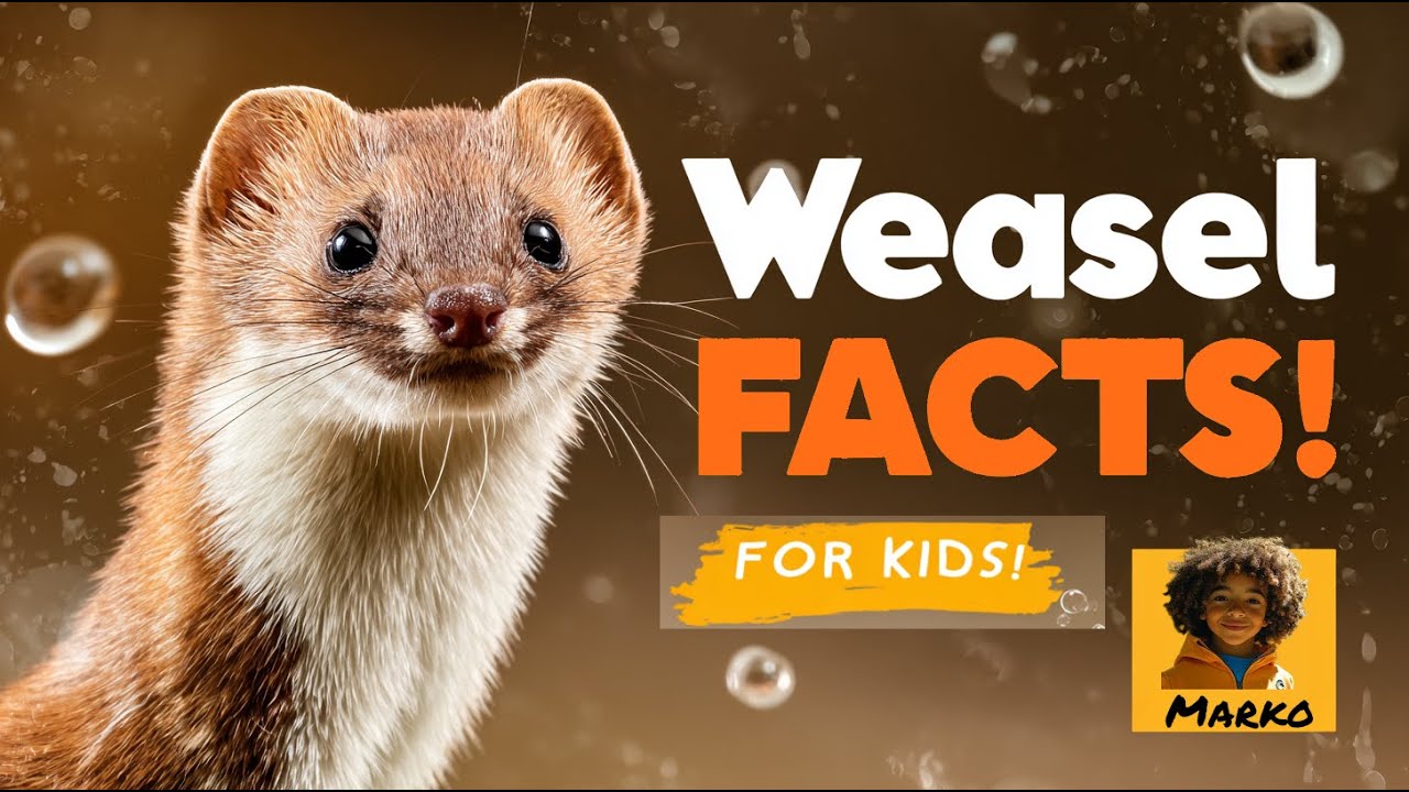 Least Weasels for Kids | Amazing Fun Facts and Information | Learn with Marko