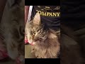 Cute kitty cat gets his teeth cleaned / brushed. 🤣🐈😍#shorts #mainecoon #funny #funnycats