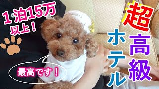 一泊15万円の超高級ホテルに犬と泊まってみたら感動した【トイプードル】