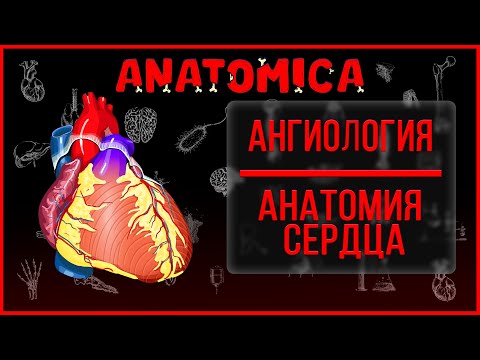 Анатомия сердца / Камеры сердца / Гемодинамика / Ангиология