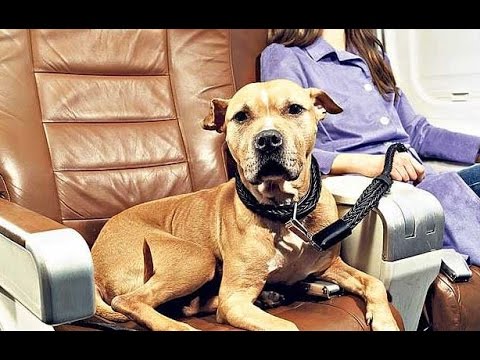 Vídeo: Cómo Viajar Al Extranjero Con Su Mascota Y Obtener Un Pasaporte Para Perros Y Gatos