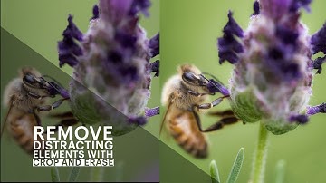 Remove Distracting Elements with Crop and Erase