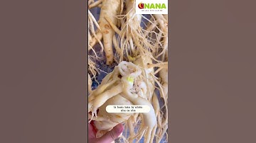 Vì sao nhân sâm tươi giao đến lại có mộc mầm? - Thi Đặng #shorts #nhansamhanquoc