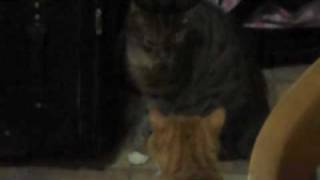Two Cats having a Conversation