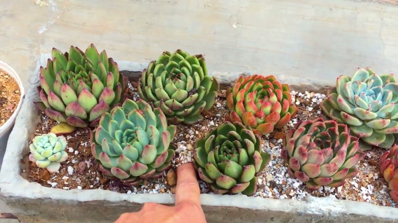 Можно ли использовать для суккулентов горшки большей длины?