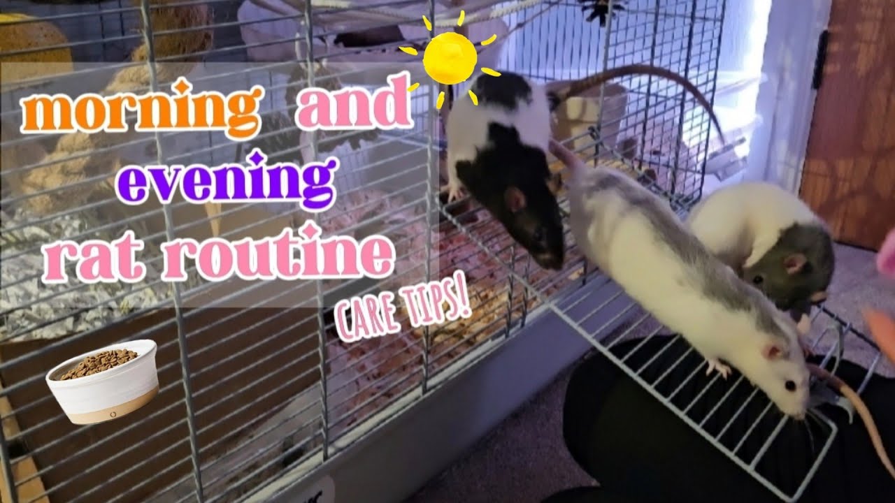 rat morning and evening routine - YouTube