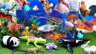 Catch Cute Animals, Rainbow Chicken, Rabbit, Turtle, Catfish, Crocodile, Goldfish, Killer whale