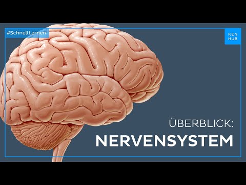 Nervensystem: Aufbau und Funktion - Neuroanatomie einfach erklärt | Kenhub