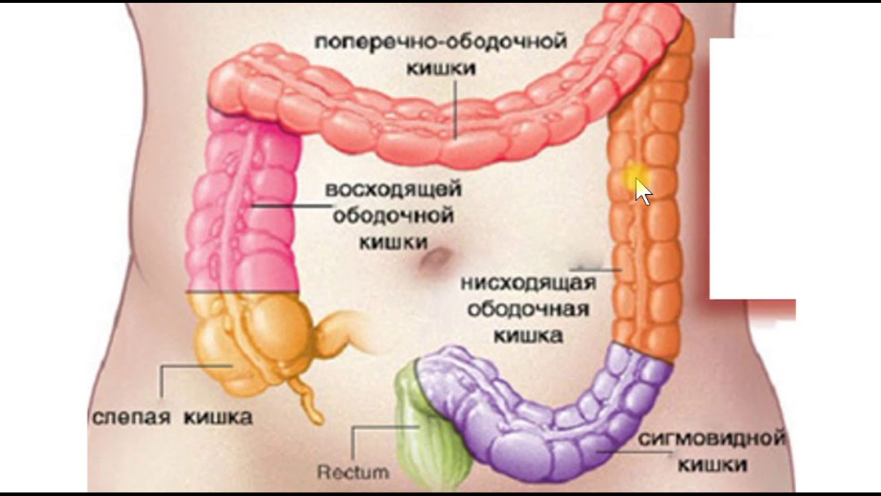 Включает в себя слепую кишку