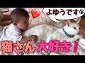 赤ちゃんに優しすぎる神猫 Cat's tooooo sweet
