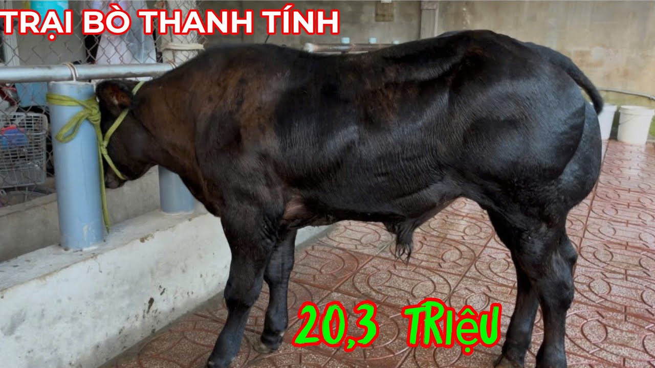 28/2/2026 — TRẠI BÒ THANH TÍNH — BÒ ĐẸP HÔM NAY MỚI VỀ 